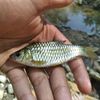 abil.suka.mancing