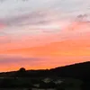 wolfydemons8