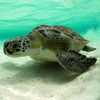 turtle_at_sea