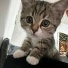 miaww6l