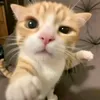 daisy_dabread1234
