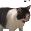 certifiedcatlover30