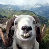 goat2098iji
