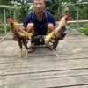 minhdlhd