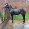 ranchom10
