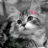 mell_15.0