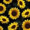 sunny_matahari