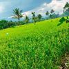 rahayu_nasution77