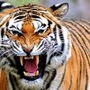 harimau.sumatera90