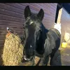 wilsky674