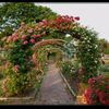 rosegarden373