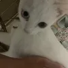 iahetiw