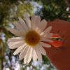 adelya9731
