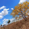 fernandamaychiqui