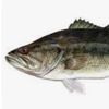 bassbass506
