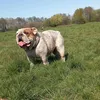 littlecdoog