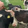 Dairy Farmer