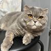 siya_scottishfold