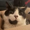 trevor_the_catt