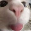 urfavv_zxyauull