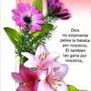 floresflores3415