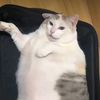 ogvklesoro