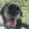 shhbb16