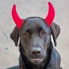 rosiethedog2023