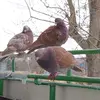 pigeon21family