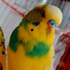 parrot_kalp