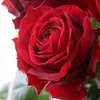 ꧁🌹𝐆ü𝐥 𝐀𝐧𝐧𝐞🌹꧂
