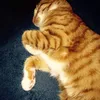 noellecatsnolle