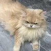 layuday
