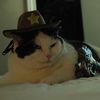 kittymeow325