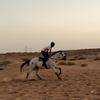 طلال المرشدي 🐎