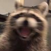 rock.it.racoon