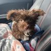 ilovedogs906