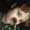 lia_maumere12