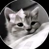 cat.lavar.9