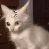 meowbeo3