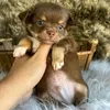luke_ochihuahua