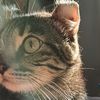catisking3
