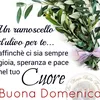 rosa68832