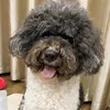 xiuthepoodle28