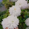 farzadfarhadlak