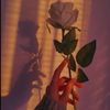 roza.428