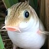 scrompylee64fn