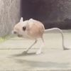 jumping_mouse247