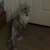 _sirmeowsalot