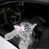 samed_offa